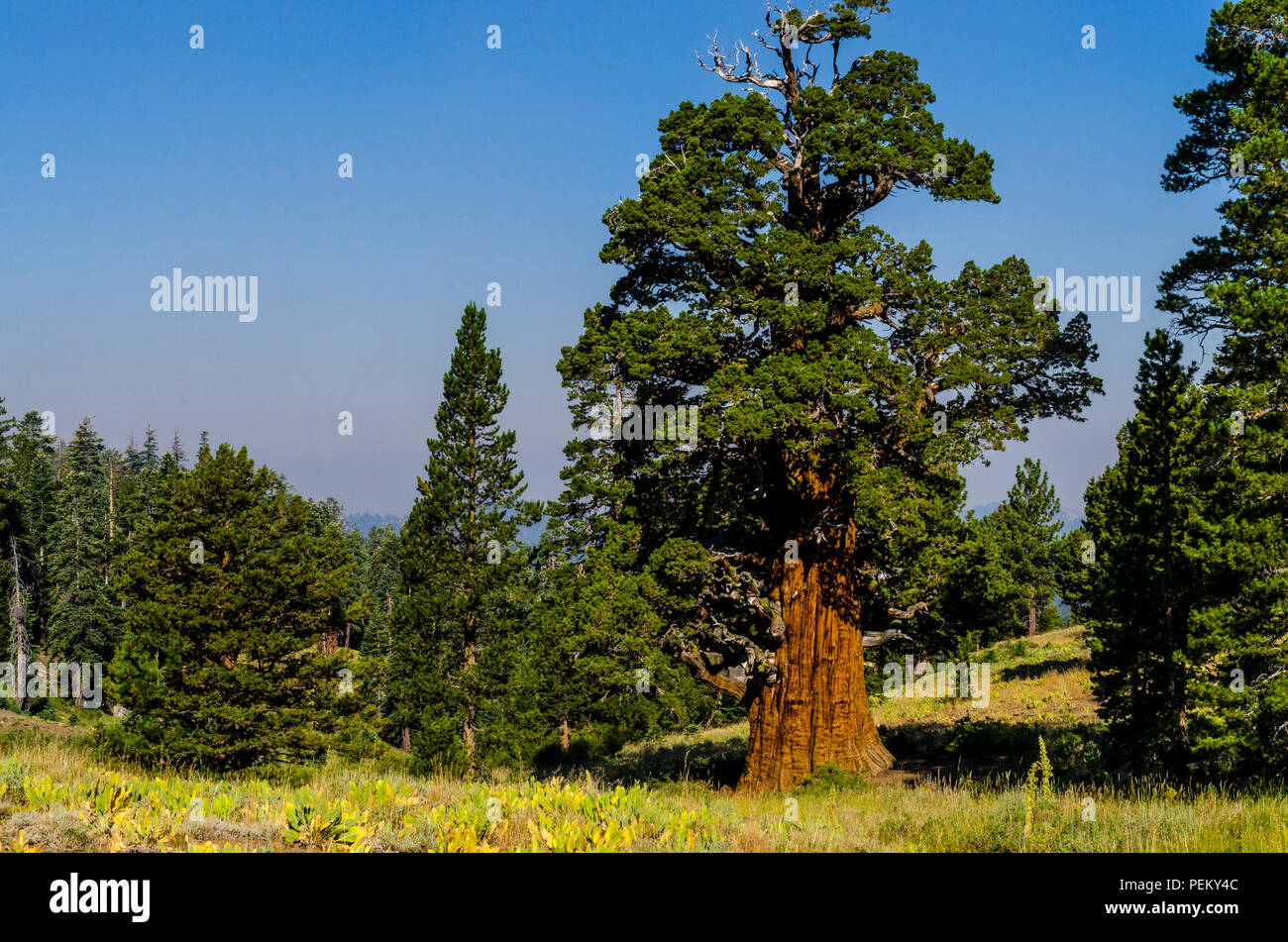 The Juniper a 2000 year old tree in the Stanislaus National