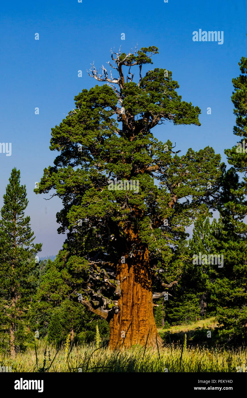 The Juniper a 2000 year old tree in the Stanislaus National