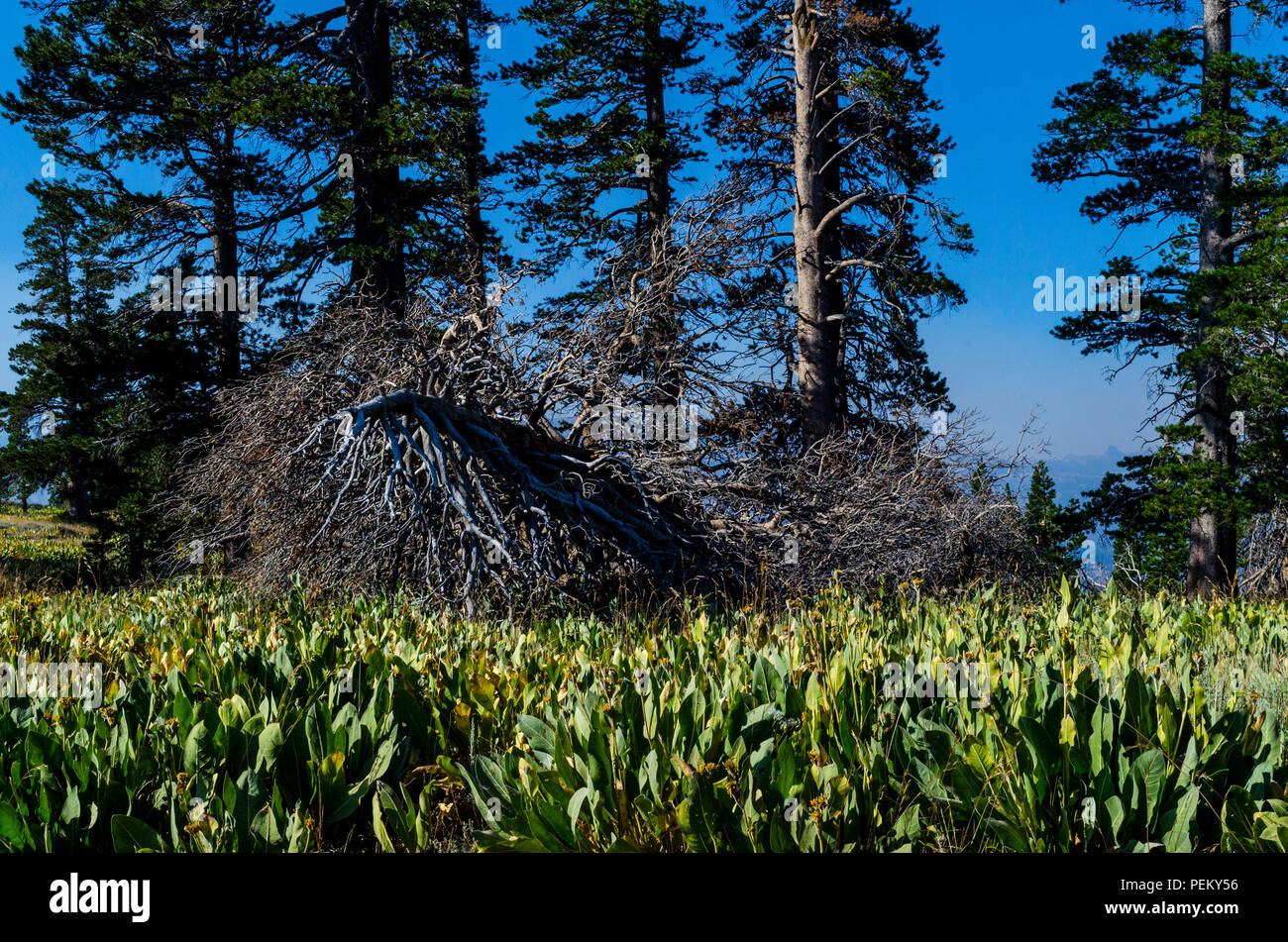 A fallen dead tree and Mules Ears (Wyethia mollis) in the Stanislaus National Forest Sierra Nevada Mountains California USA Stock Photo