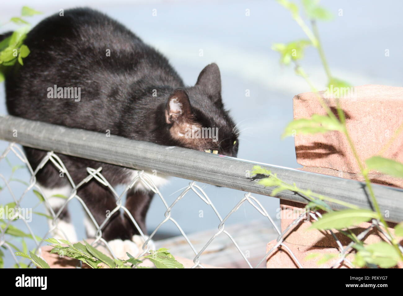 Black And White Short Haired Cat Deciding Whether Or Not To Jump