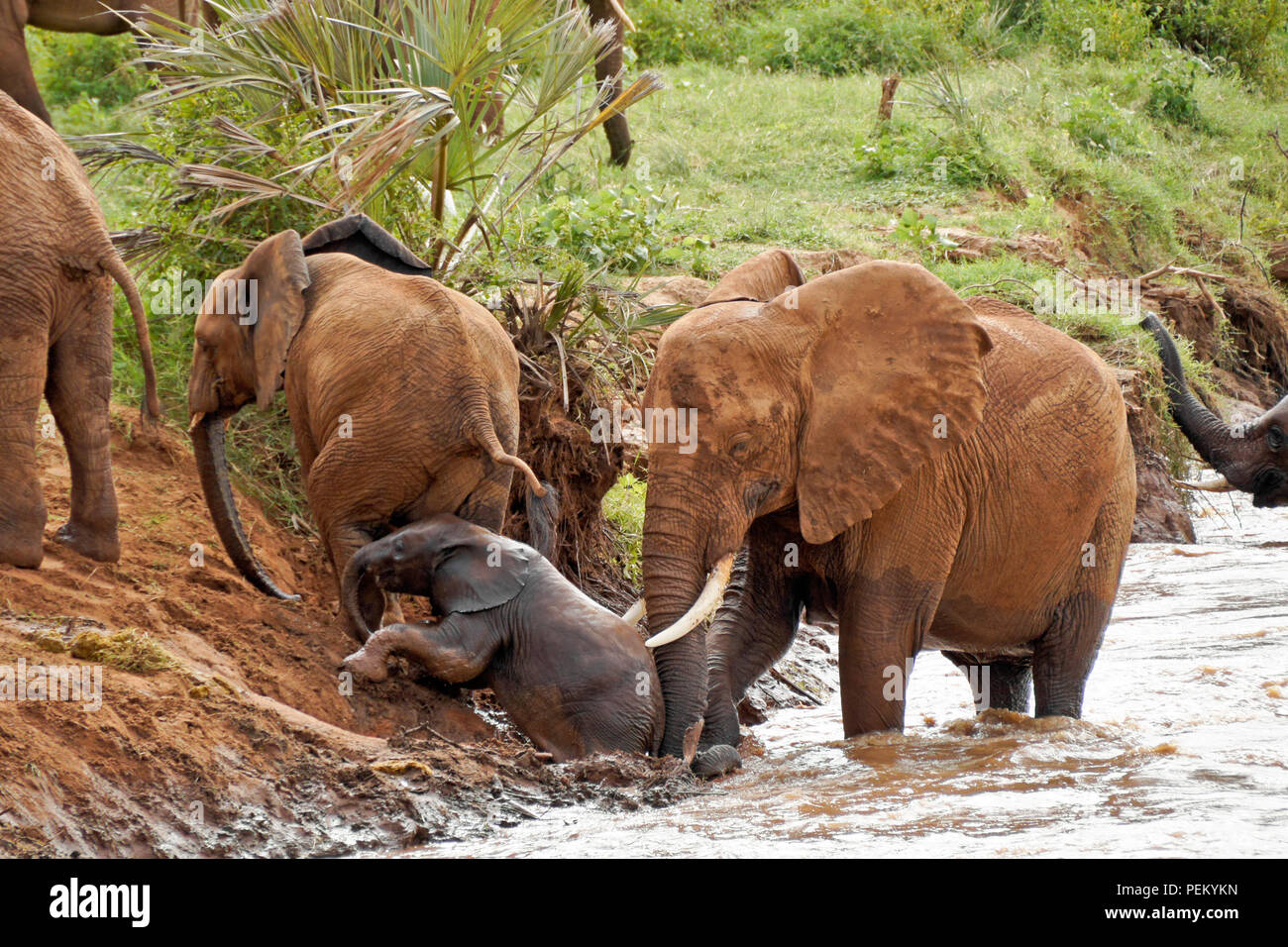 Female elephant helping her calf climb the steep and muddy bank of the Ewaso (Uaso) Nyiro river, Samburu Game Reserve, Kenya Stock Photo