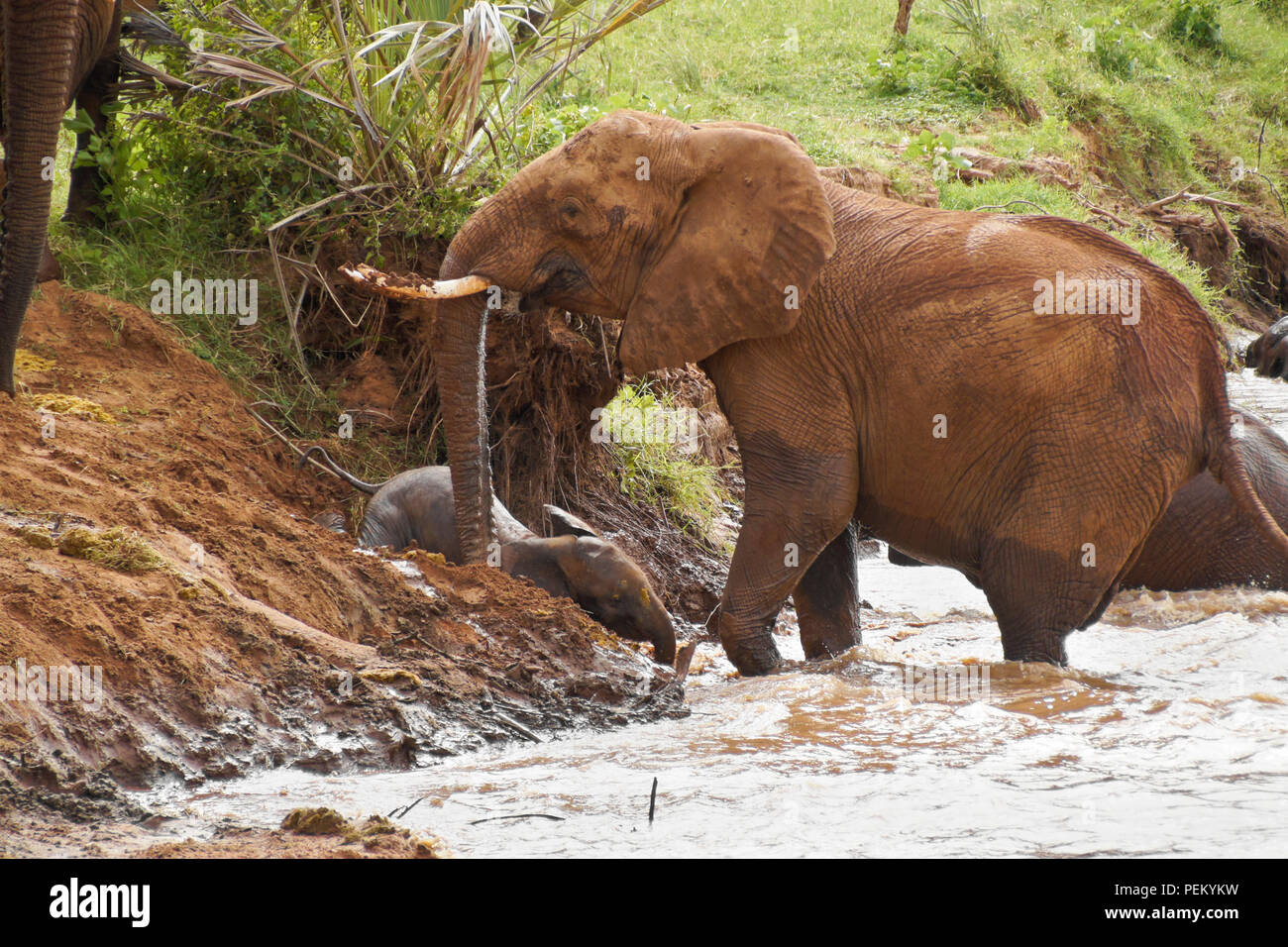 Female elephant protecting her calf as it slides down a steep and muddy bank into the Ewaso (Uaso) Nyiro river, Samburu Game Reserve, Kenya Stock Photo