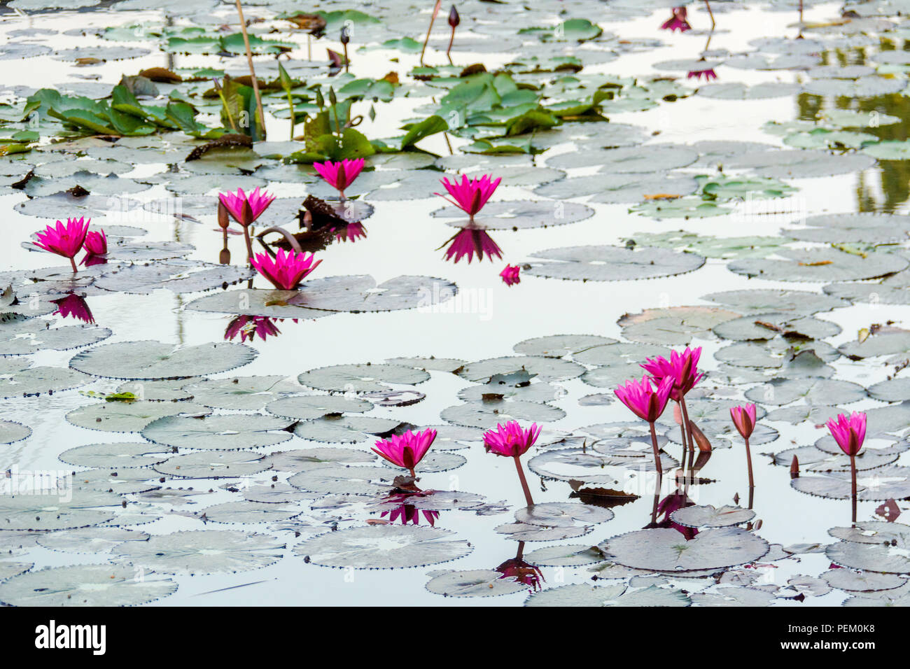 Red Lotus Pond in Ubon Ratchathani, Thailand at sunrise Stock Photo