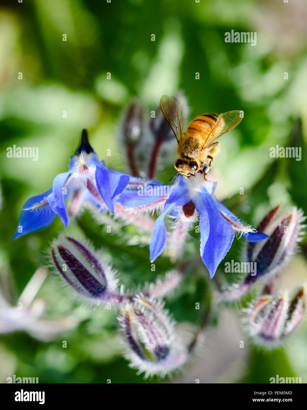 Bee on borage flower, Australia, close up view Stock Photo