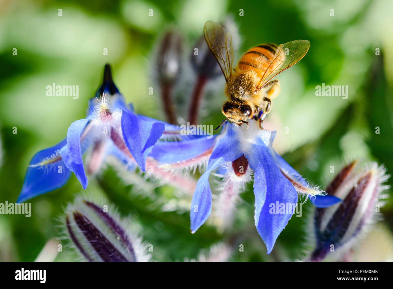Bee on borage flower, Australia, close up view Stock Photo