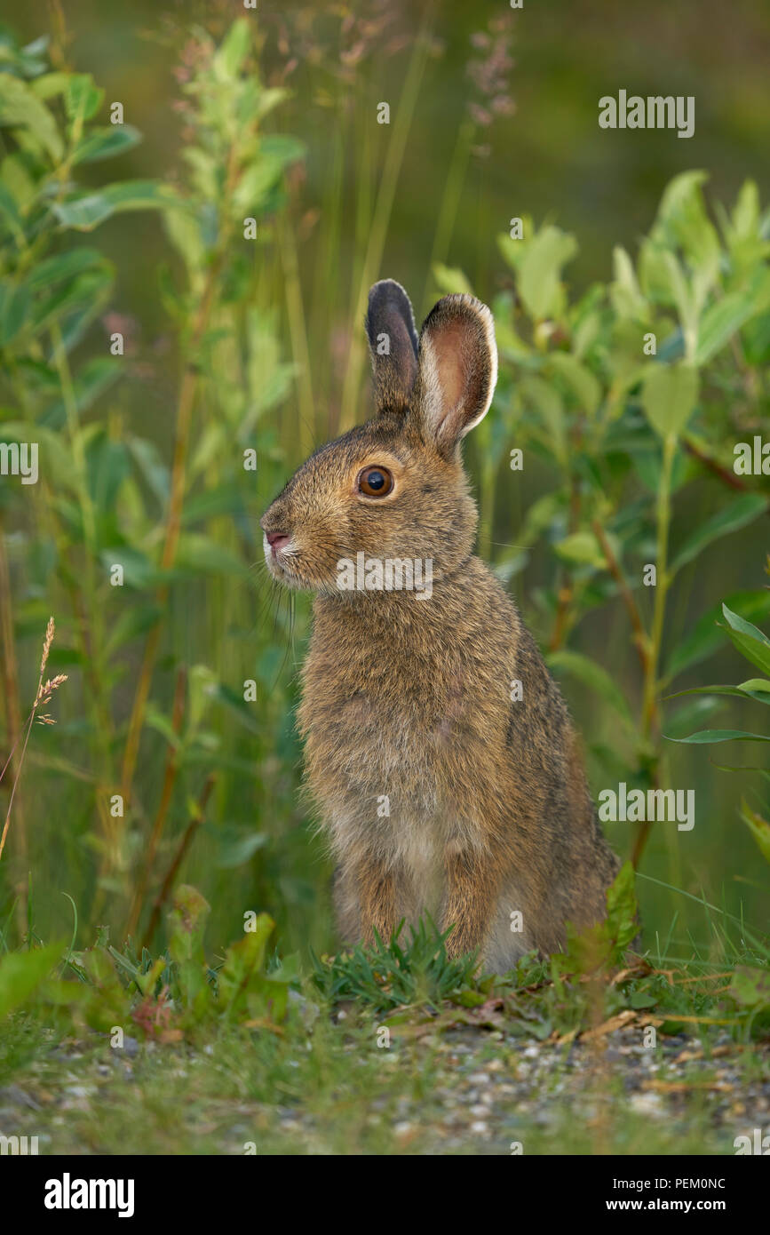 Snowshoe Hare (Lepus americanus), Denali National Park Alaska Stock
