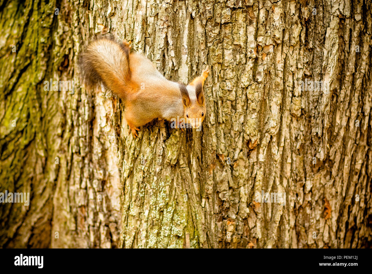 Squirrel on tree. Cute squirrel on tree. Squirrel on tre look down.wild