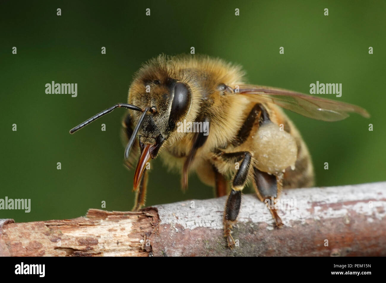Photo of honey bee hi-res stock photography and images - Alamy