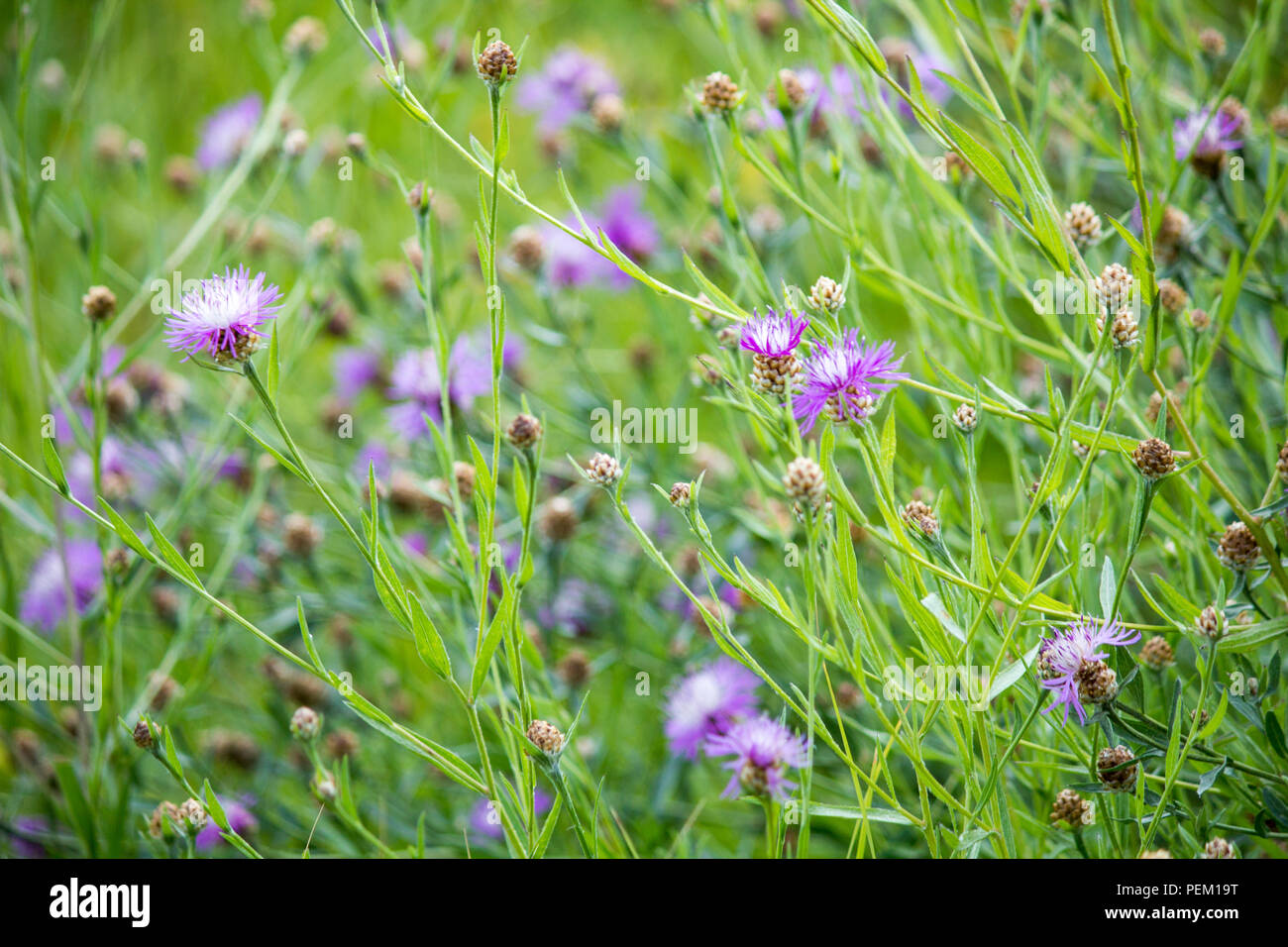 Wildflowers. nature in the spring. beautiful landscape Stock Photo