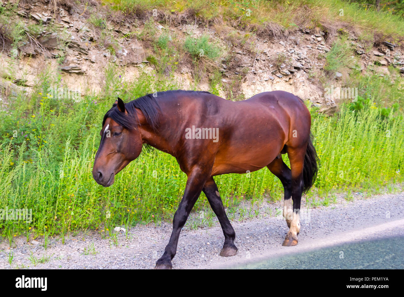 A lone bright brown colored horse without a saddle and a bridle goes ...