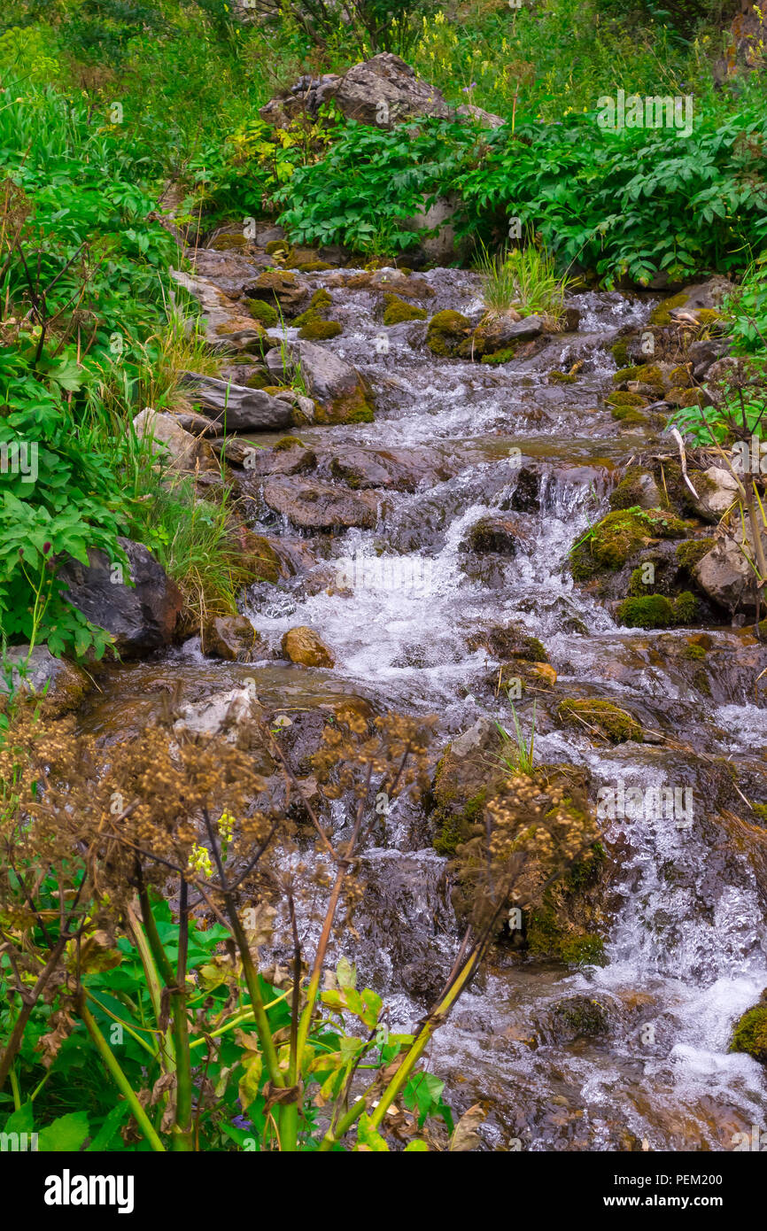 A small waterfall between the stones among the green grass from a creek with clear mountain water in the mountains of the Altai, vertical view Stock Photo