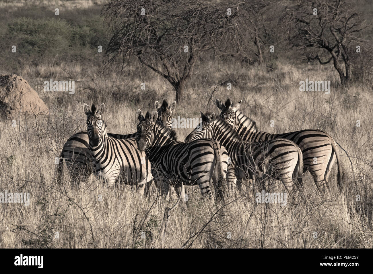 Small herd of zebras at the erongo mountains in Namibia. Stock Photo
