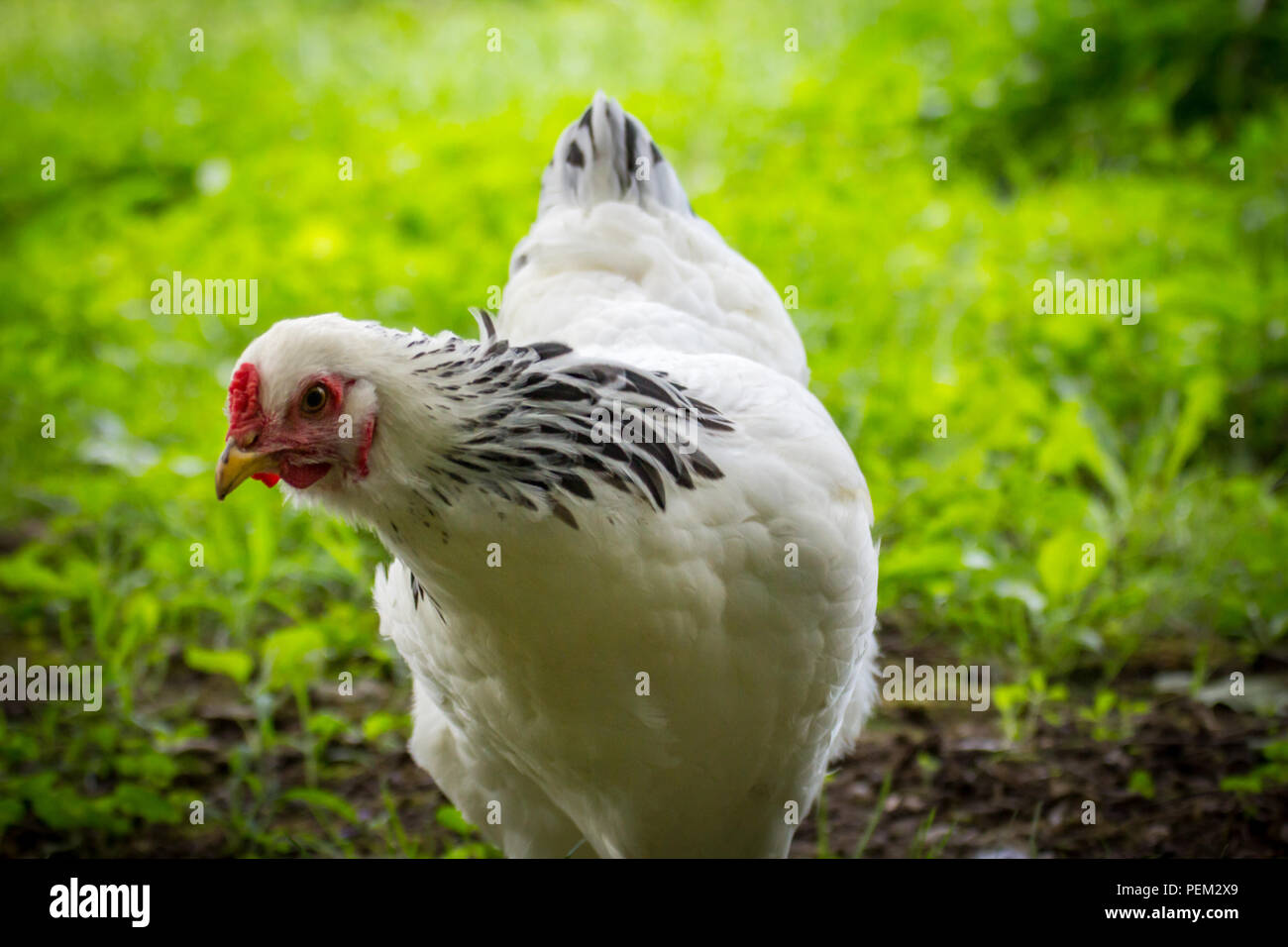 Buff Brahma Chicken Hen Stock Photo - Alamy