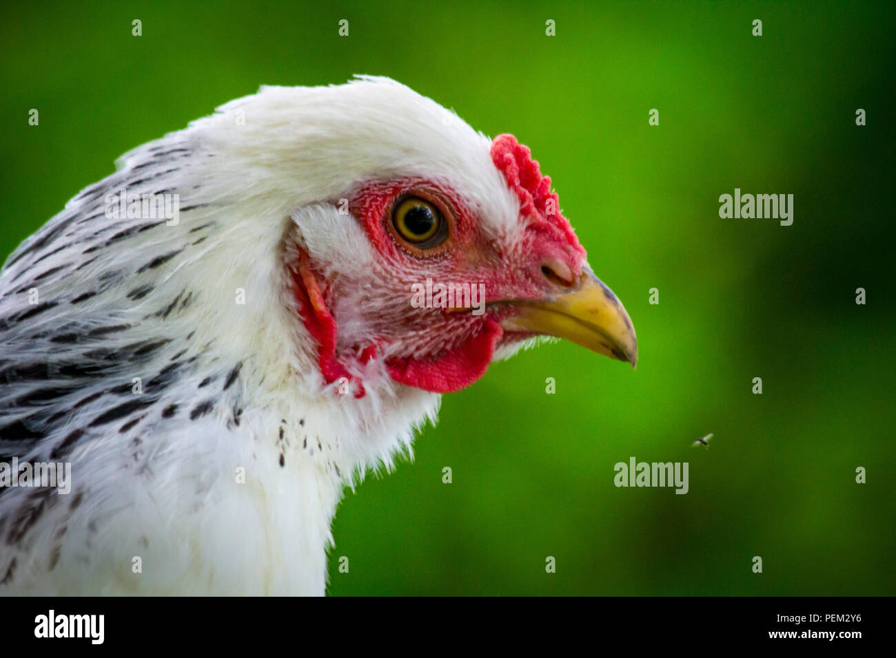 Large adult light Brahma chicken farm hen portrait Stock Photo Alamy