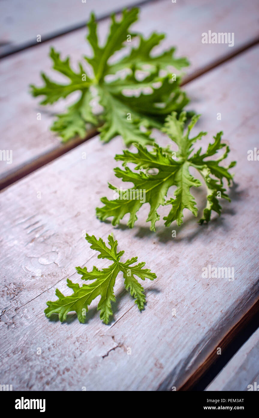 A citronella plant leaves to make homemade mosquito repellant Stock