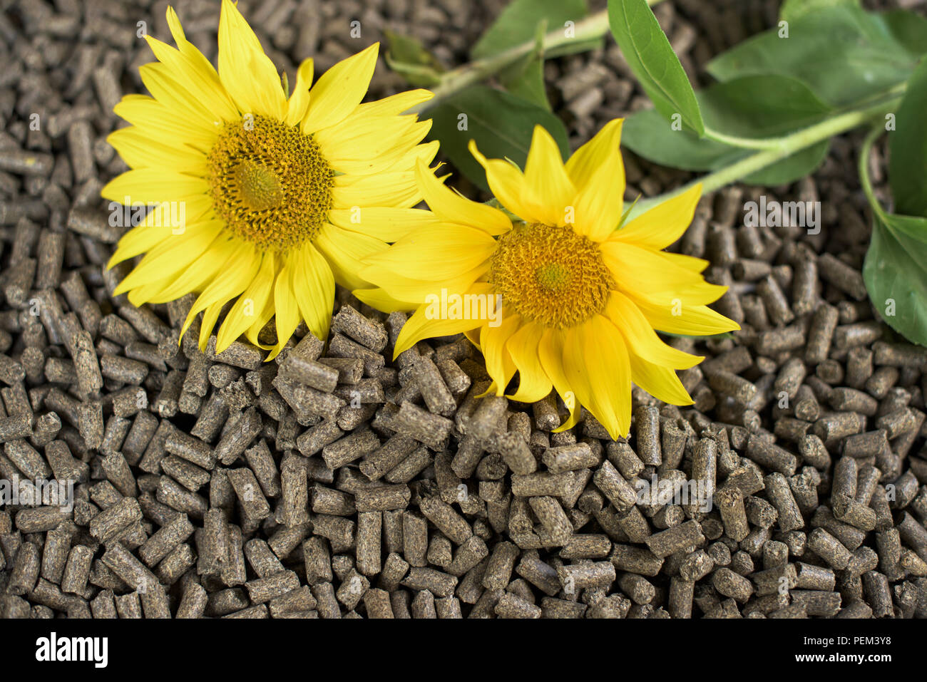 Pellets made of sunflower biomass renewble energy Stock Photo Alamy