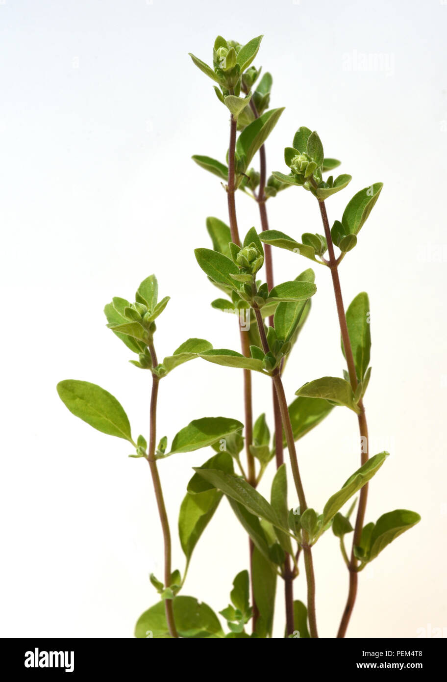 Majoran, Origanum, majorana, Heilpflanze, Kraeuter Stock Photo