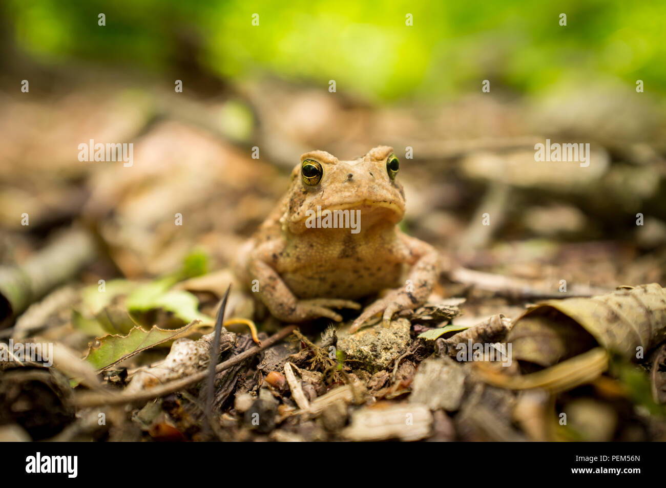 Macro grumpy Eastern American toad in natural habitat, selective focus Stock Photo