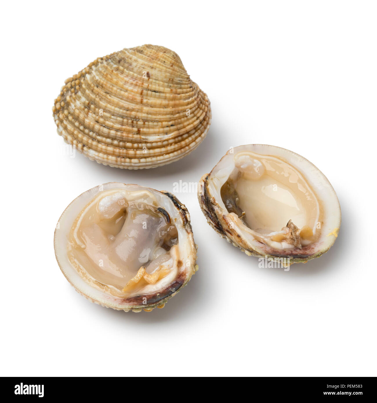 Open and closed fresh raw warty venus clam isolated on white background Stock Photo