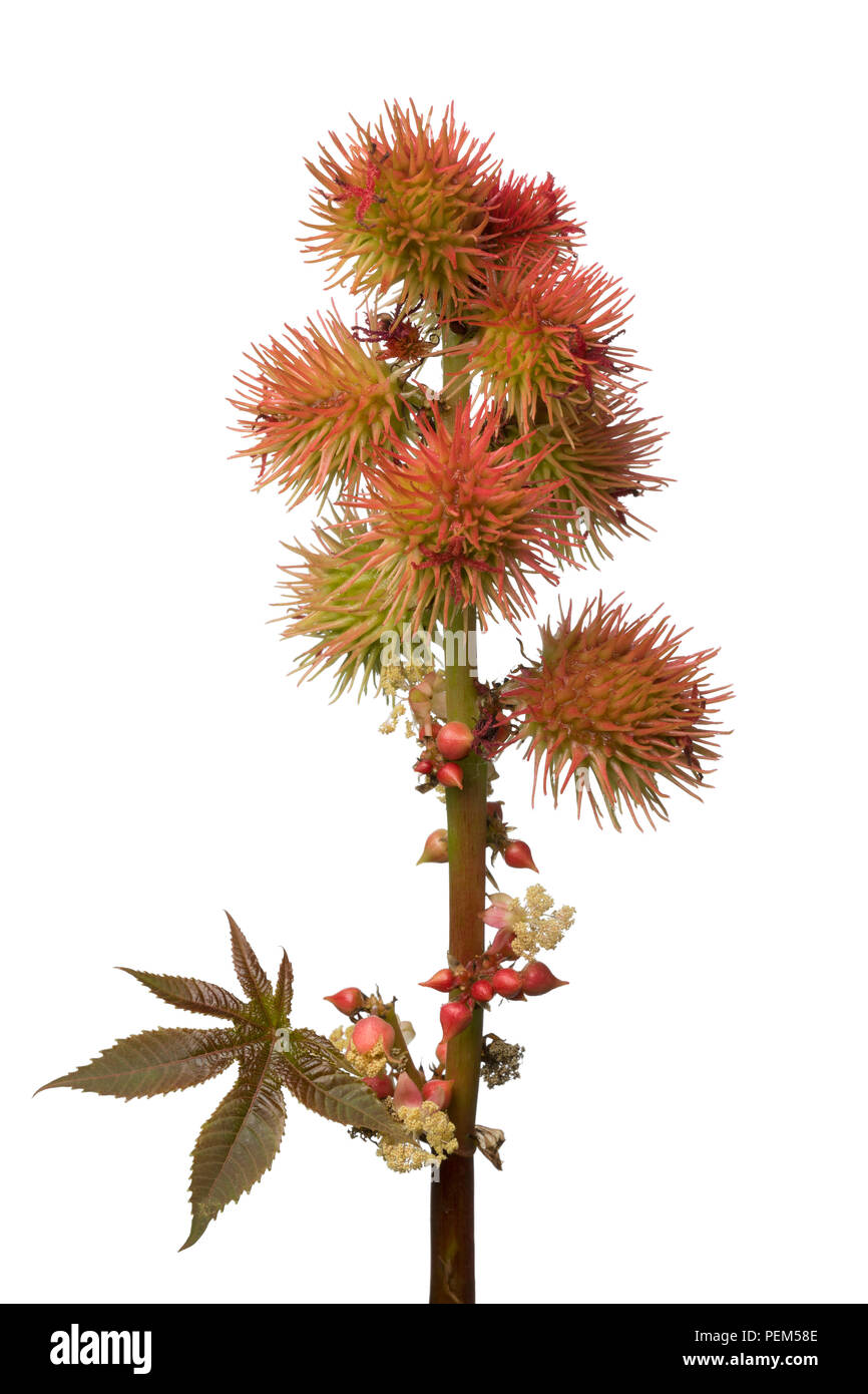 Flowers and seeds on a castor oil plant isolated on white background Stock Photo