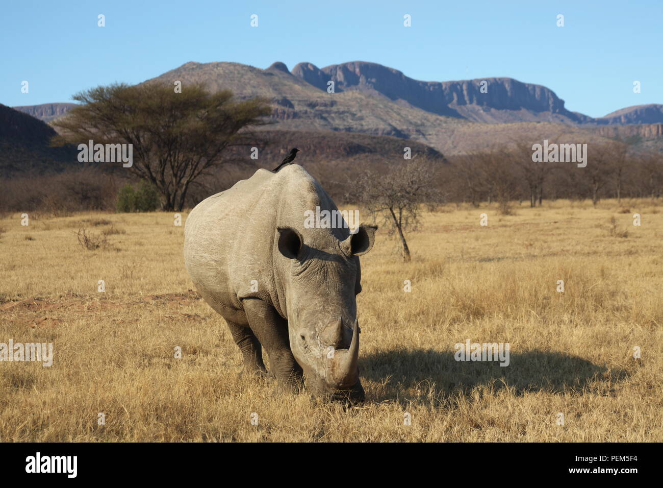 Rhino with the Waterberg mountains in the background Stock Photo
