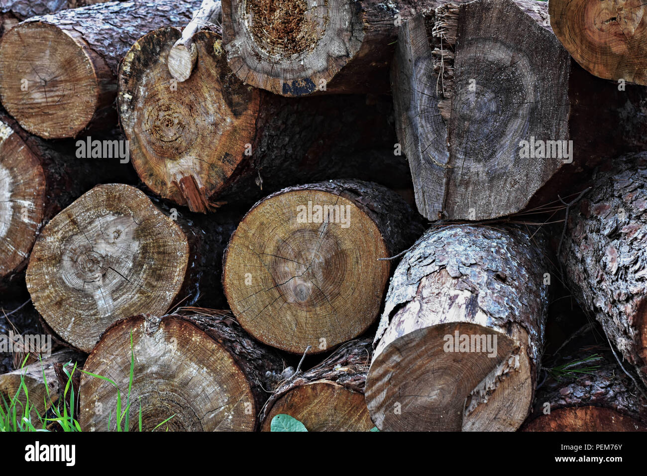 Pile cut branches stack logs hi-res stock photography and images - Alamy