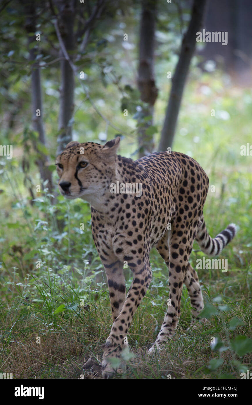 Large Rarge Cheetah Cheetah large wild cat Stock Photo - Alamy