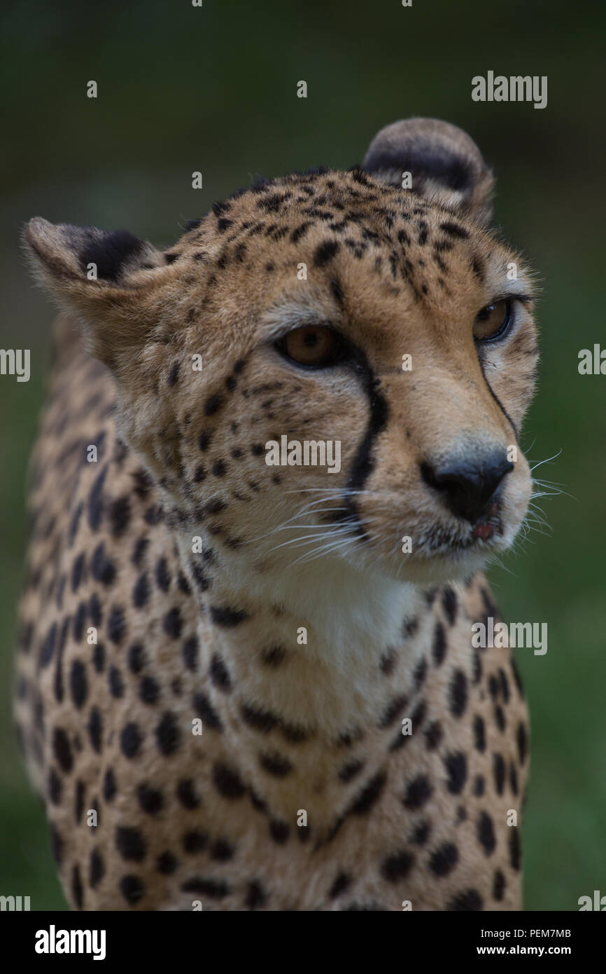Cheetah large wild cat Stock Photo