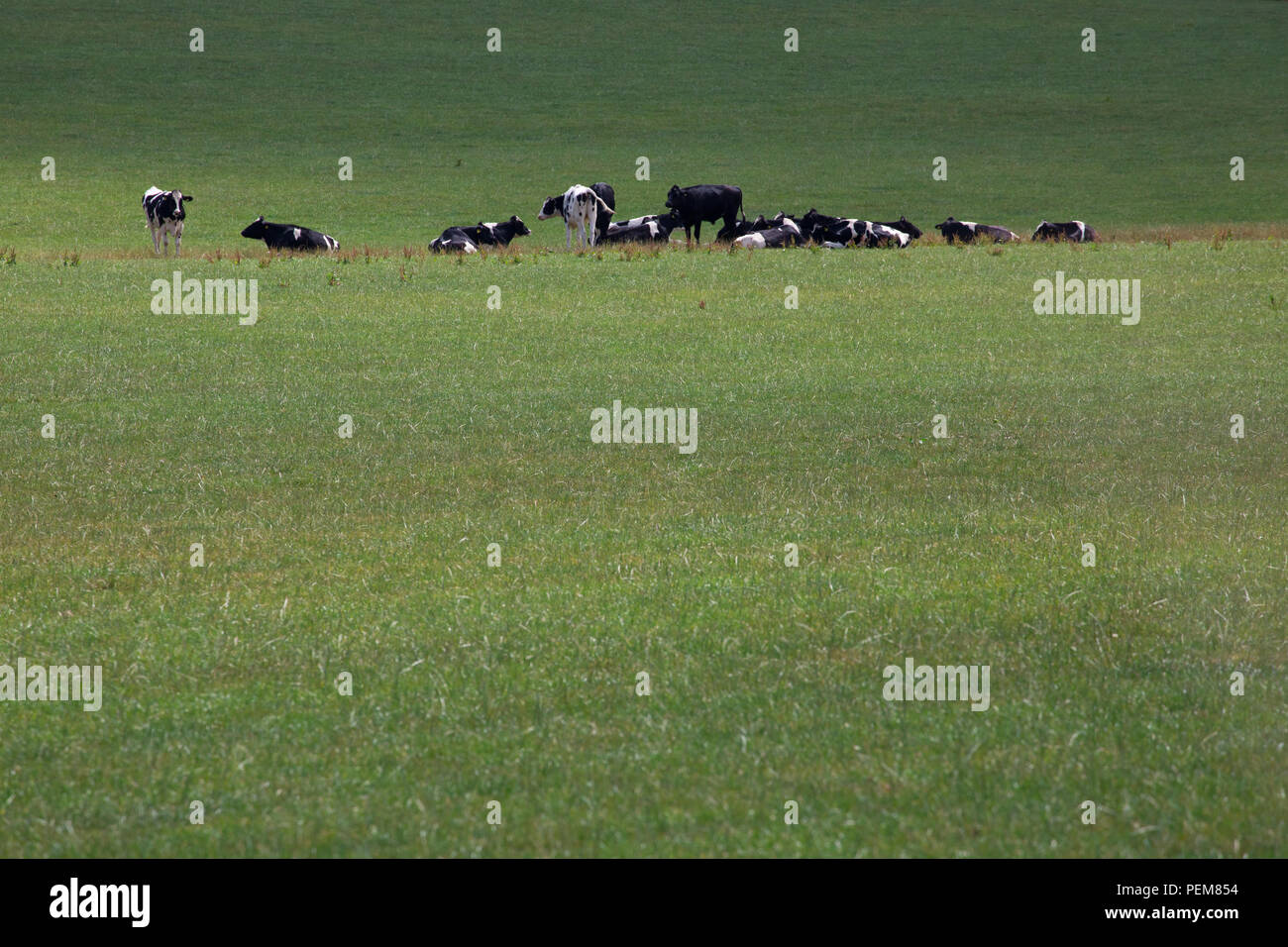 Holstein cows in a meadow Stock Photo