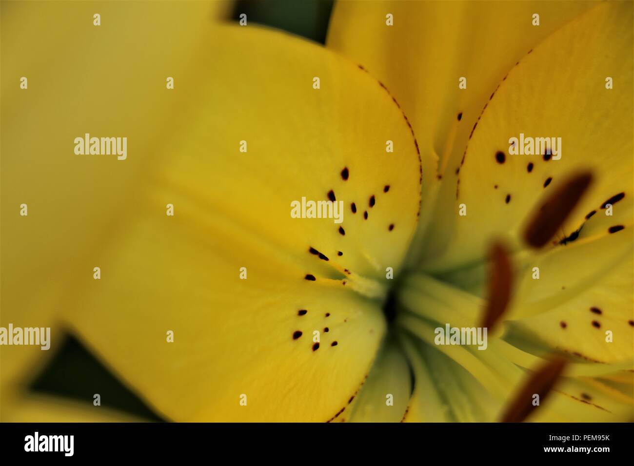 Yellow lily hi-res stock photography and images - Alamy