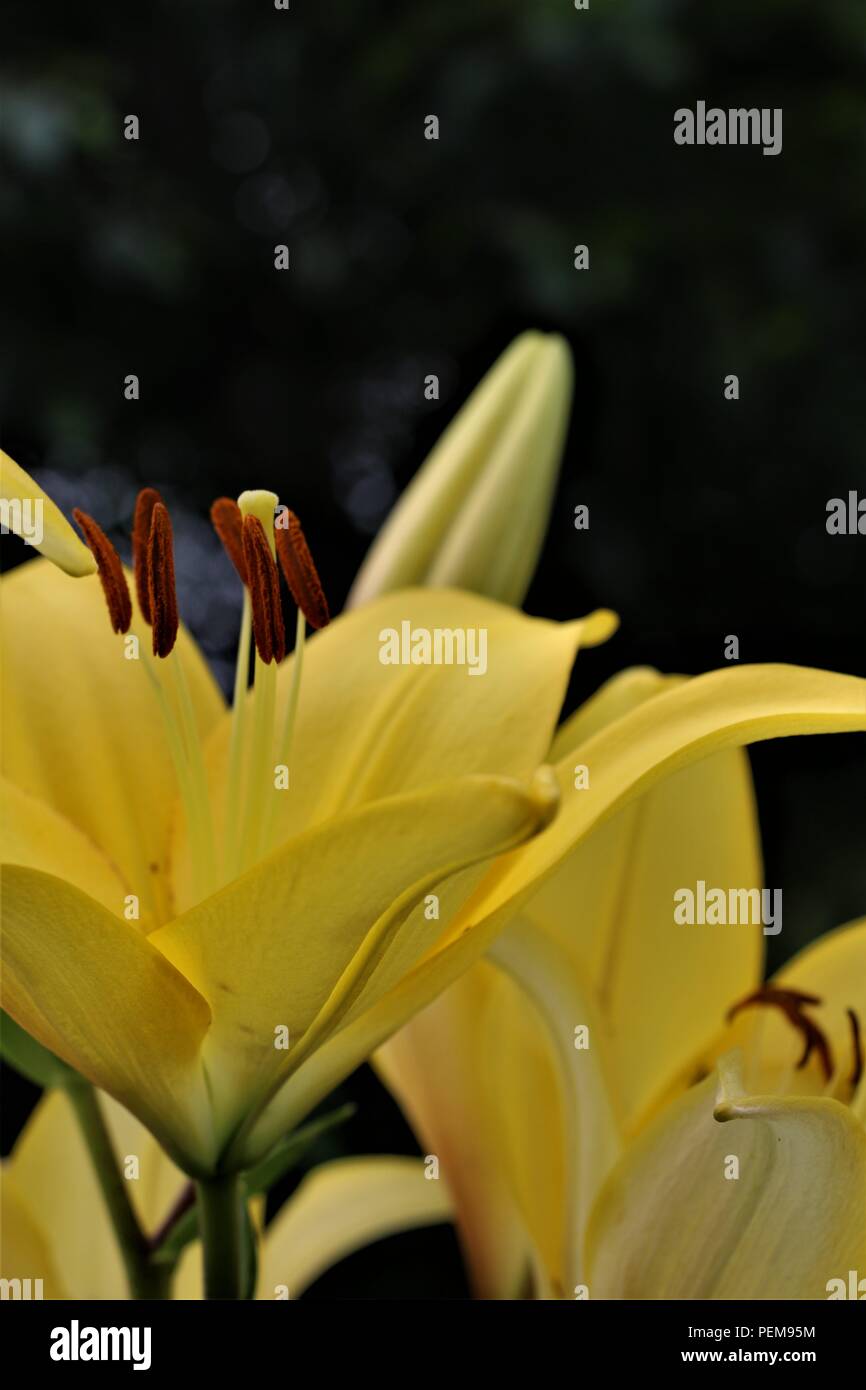 Yellow flowers zoomed in hires stock photography and images Alamy