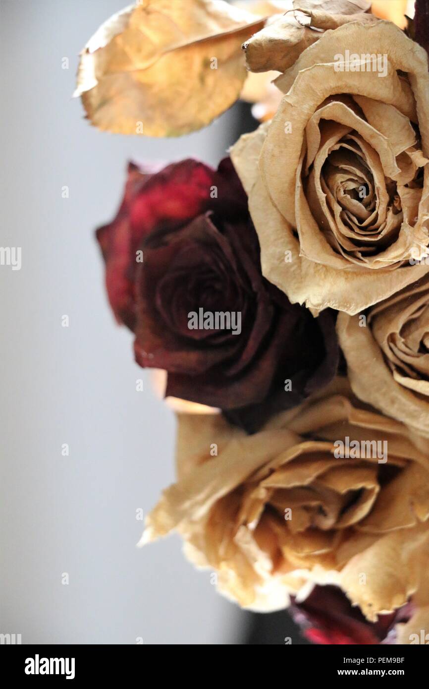 First Date Roses Stock Photo Alamy