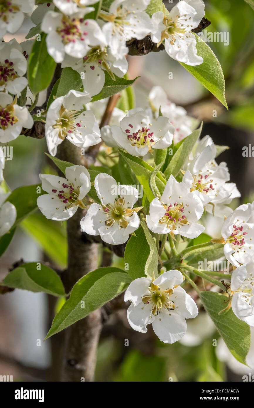 A closeup of white apple blossoms on a tree in early spring. Stock Photo