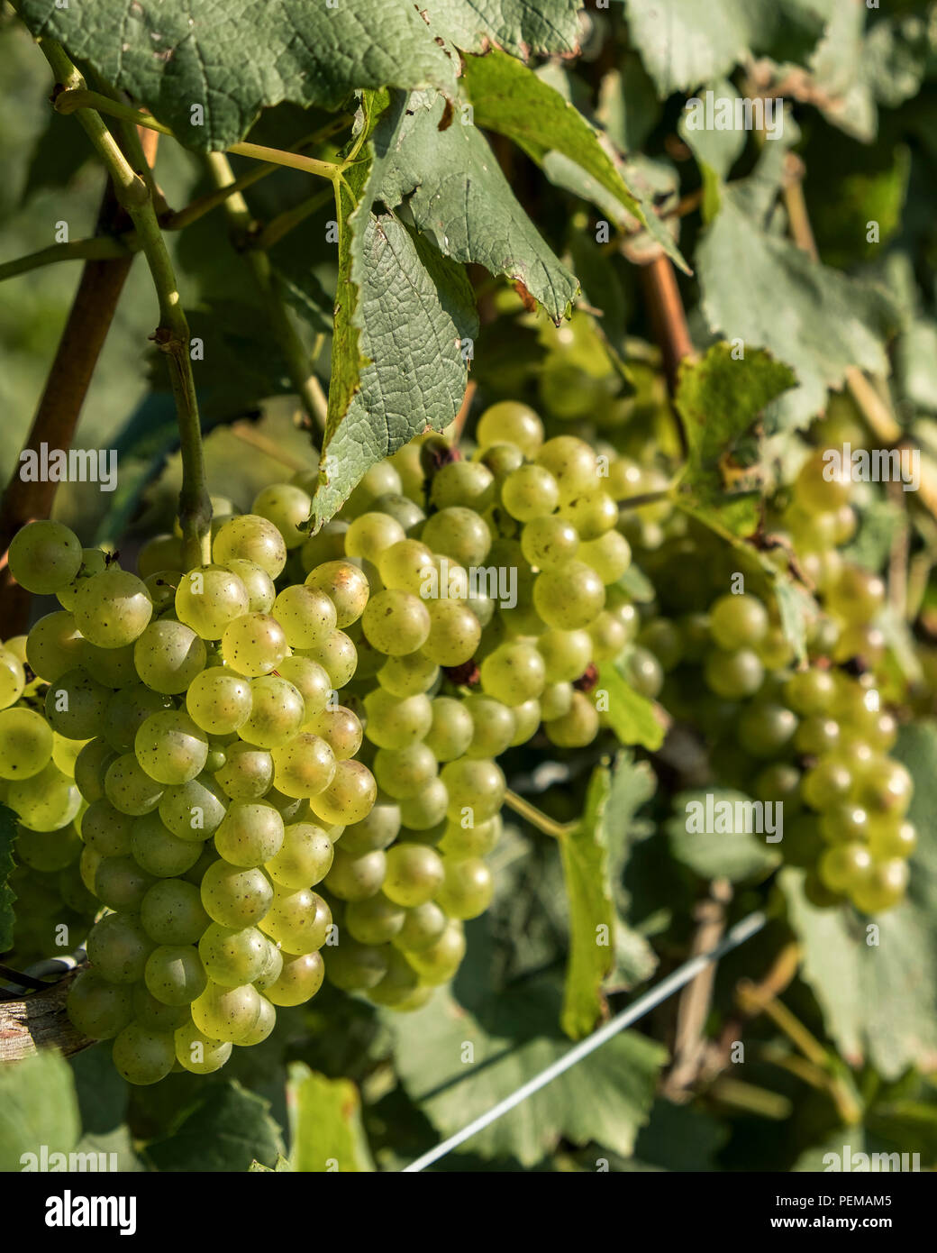 Bunches white wine grapes hang on the vine ready for harvest in a vineyard in Niagara on the Lake Ontario Canada. Stock Photo