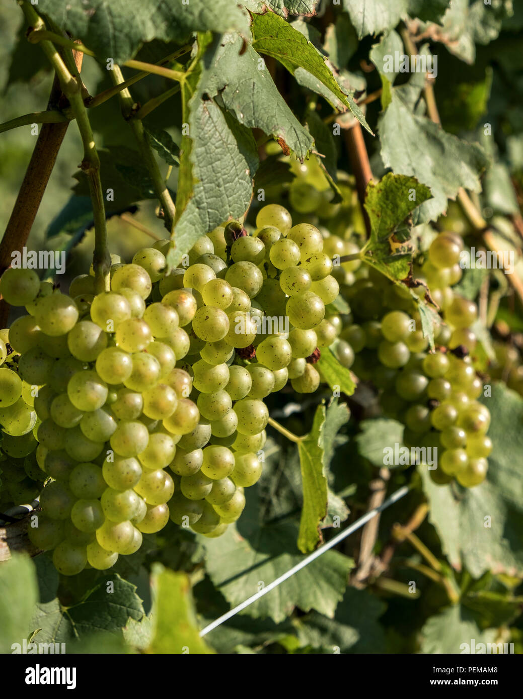 White wine grapes hang on the vine in Niagara on the Lake Ontario Canada. Stock Photo