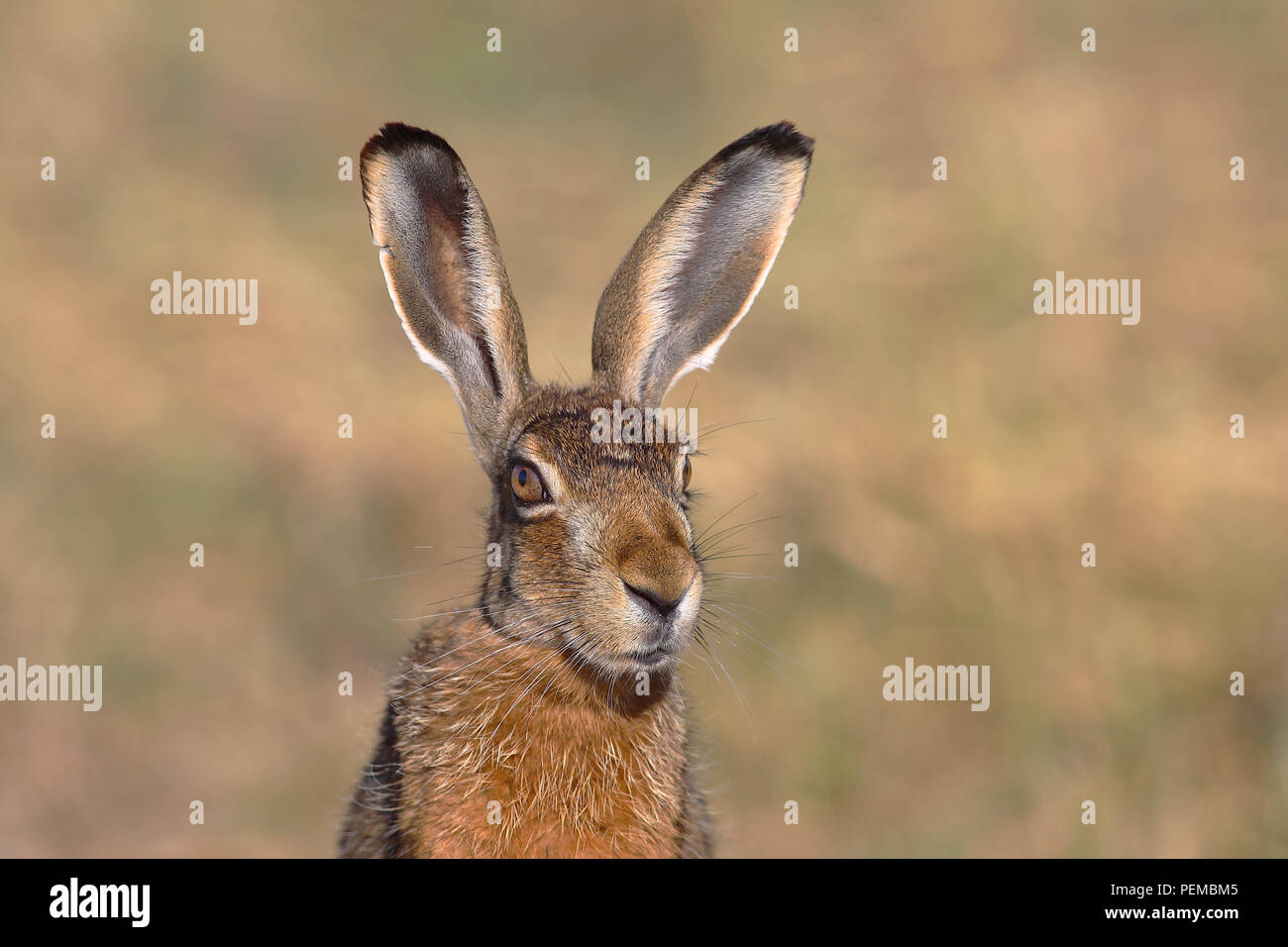 European hare (Lepus europaeus), animal portrait, National Park Lake Neusiedl, Burgenland, Austria Stock Photo