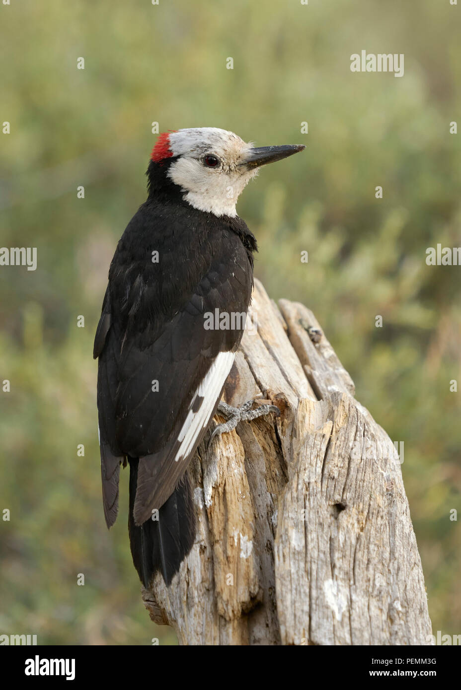 Male White Headed Woodpecker Picoides Albolarvatus Cabin Lake