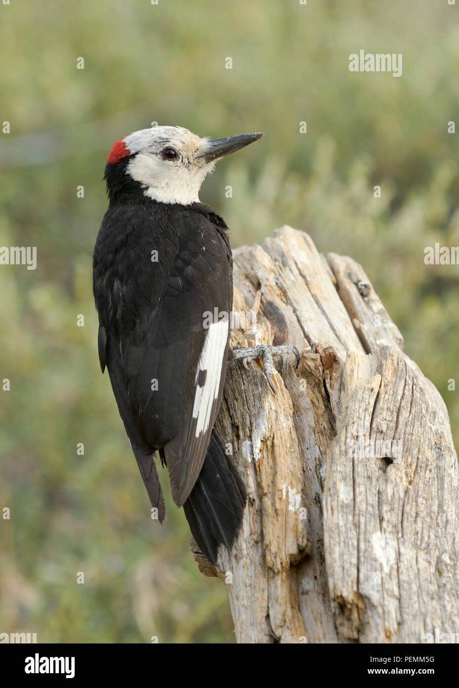 Male White Headed Woodpecker Picoides Albolarvatus Cabin Lake
