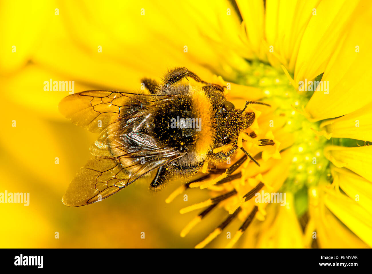 buff-tailed bumblebee on compass flower Stock Photo - Alamy