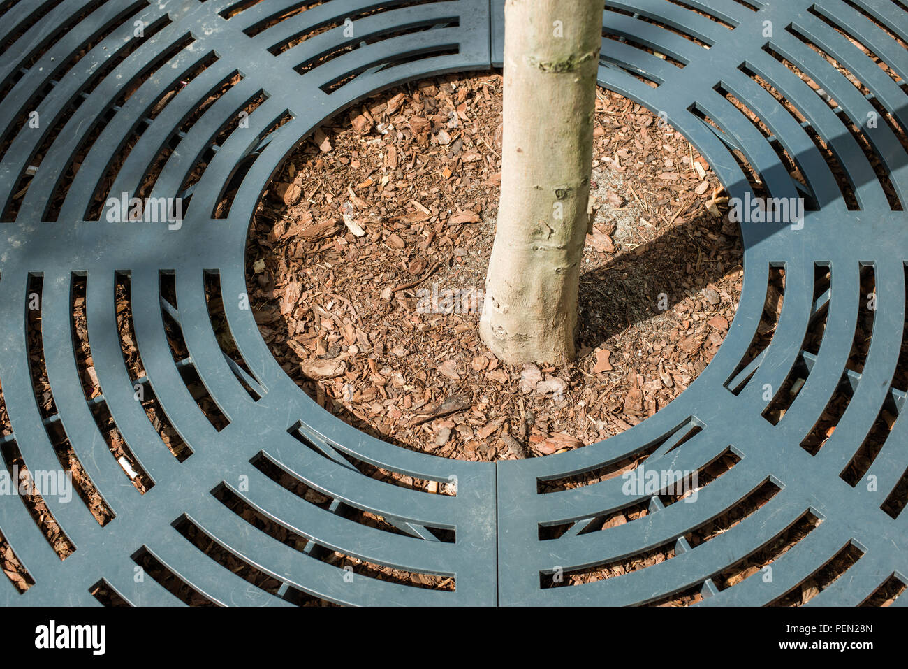 city tree stem protected by round shape metallic frame Stock Photo
