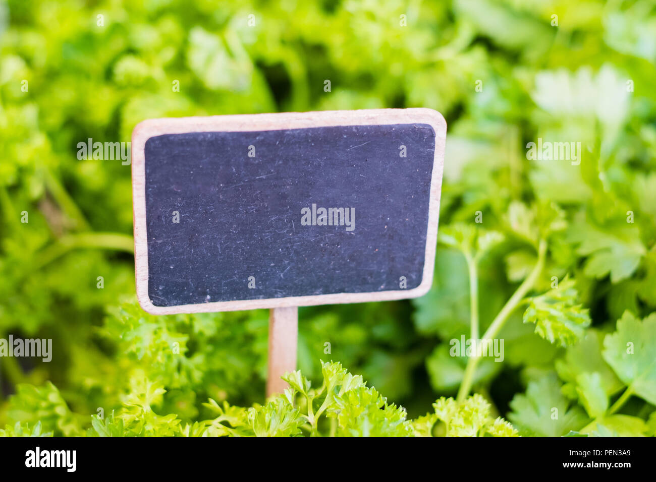 Empty chalkboard sign on food market with salad background  - Stock Photo