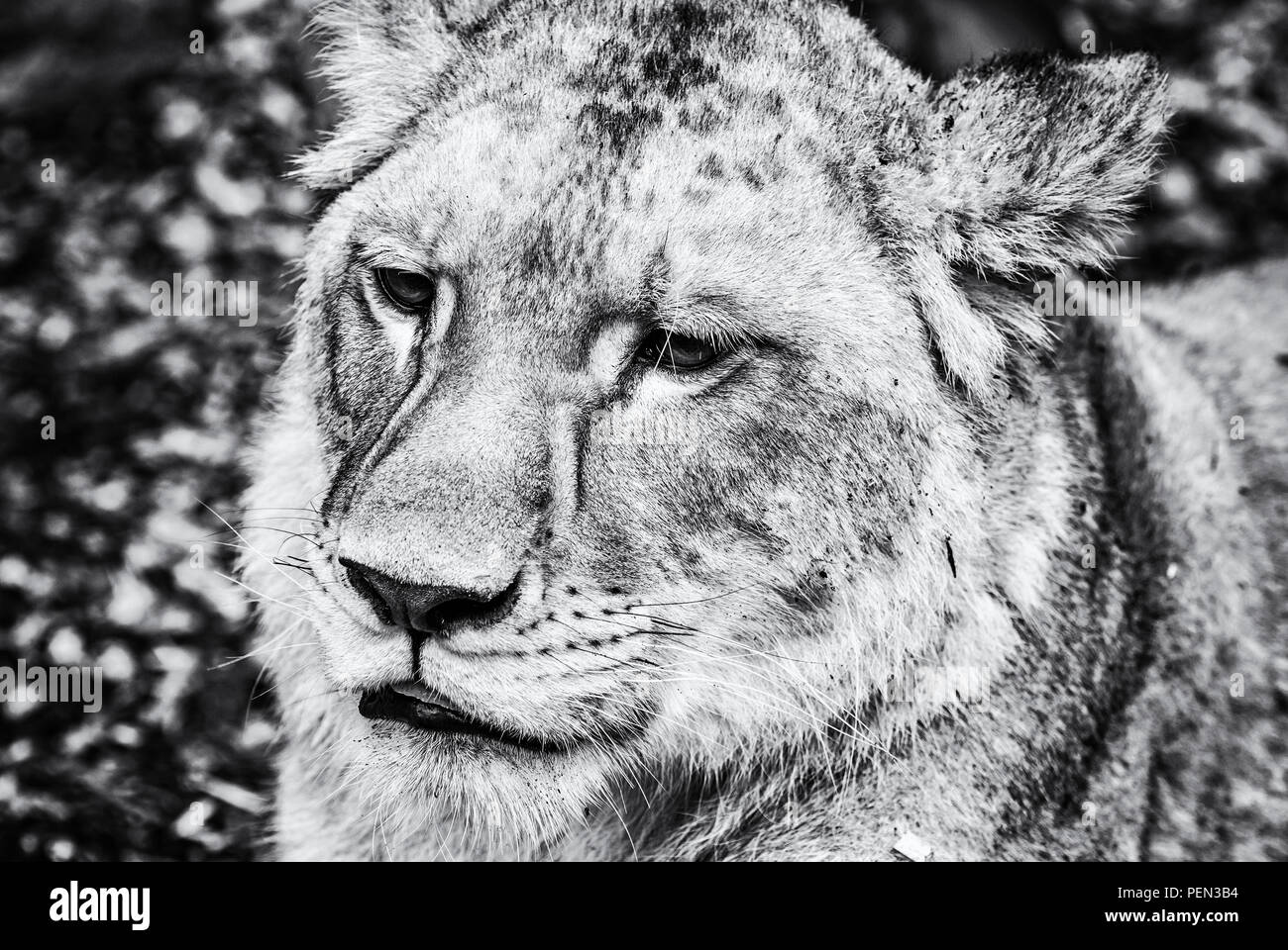 Portrait Of A Barbary Lion Panthera Leo Leo Animal Portrait