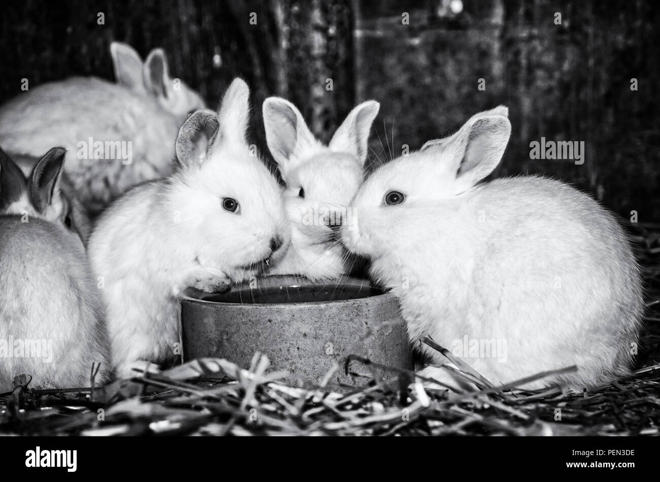 Beautiful white rabbits. Animal portrait. Big ears and red eyes. Little  white bunnies. Black and white photo Stock Photo - Alamy
