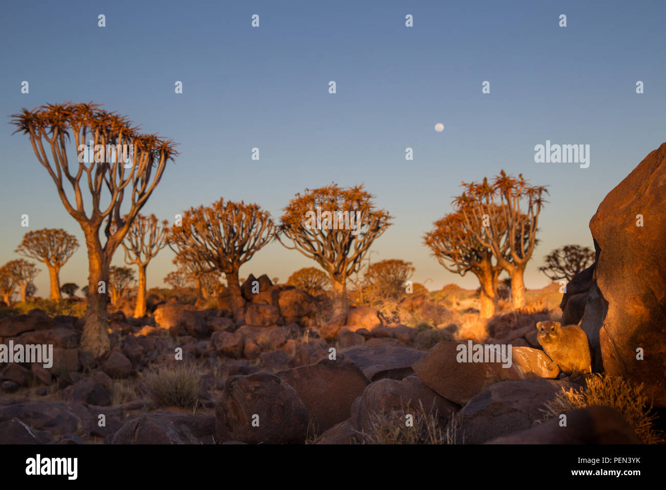 Rock hyrax, Procavia capensis, amid quiver trees, Aloidendron dichotomum, at scenic Quiver Tree Forest, Keetmanshoop, !Karas Region, Namibia. Stock Photo
