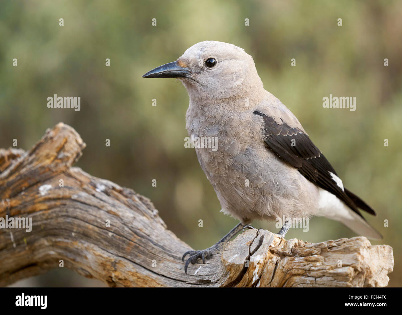 Clark S Nutcracker Nucifraga Columbiana Cabin Lake Oregon Stock