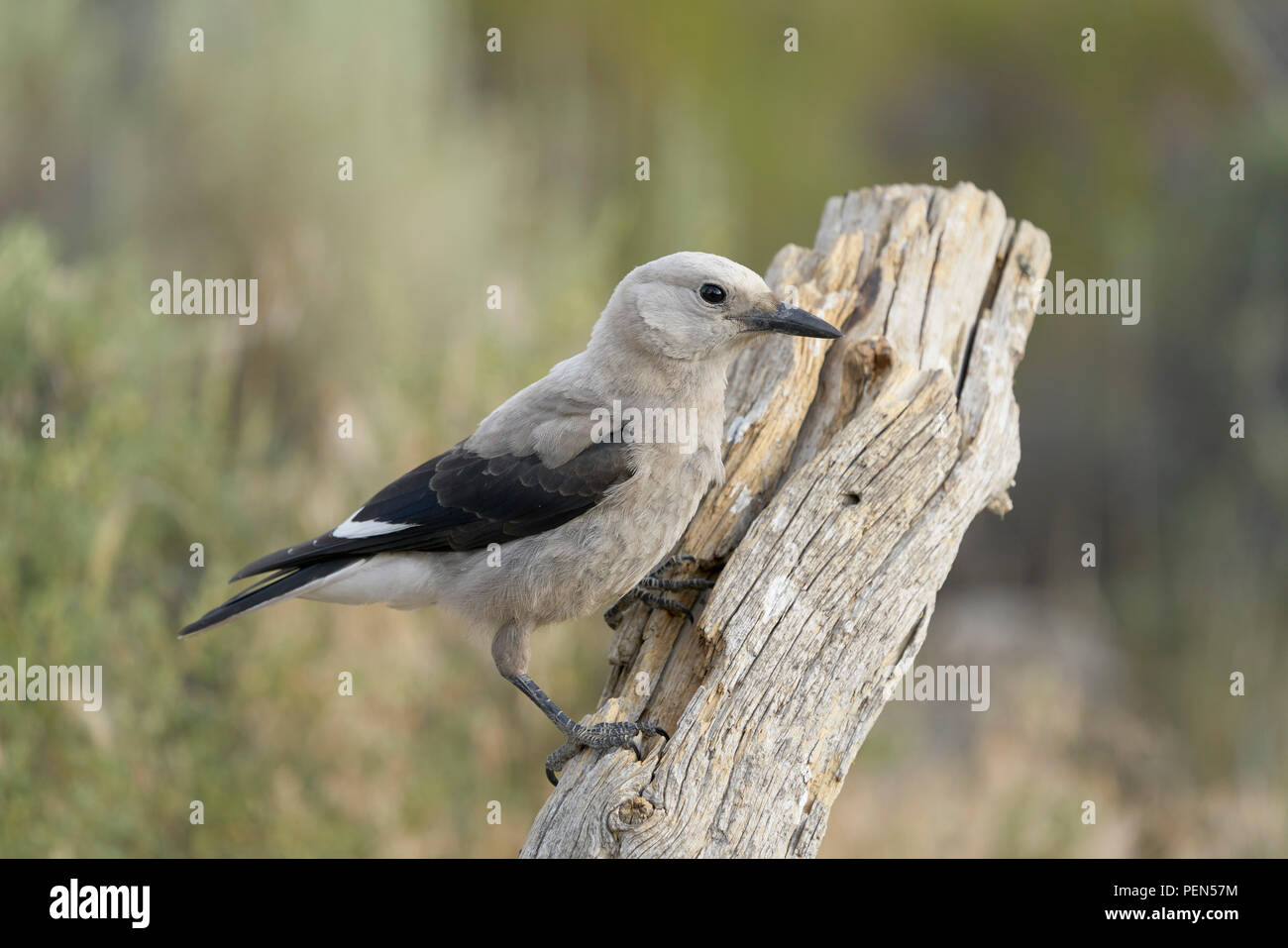 Clark S Nutcracker Nucifraga Columbiana Cabin Lake Oregon Stock