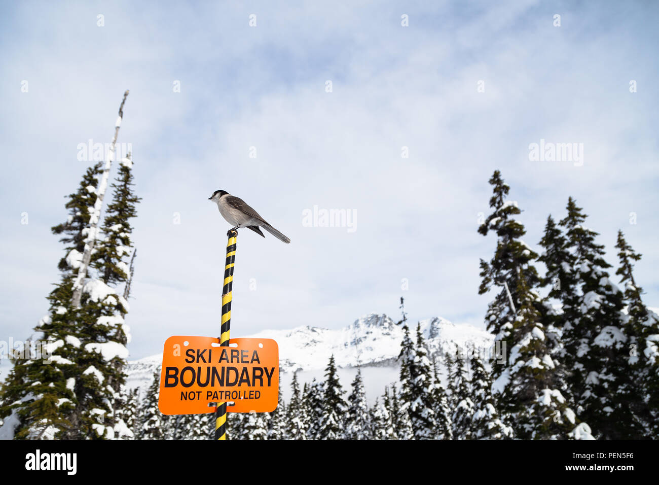 Whisky Jack bird sitting atop a ski boundary sign with Blackcomb Mountain in the background. Stock Photo