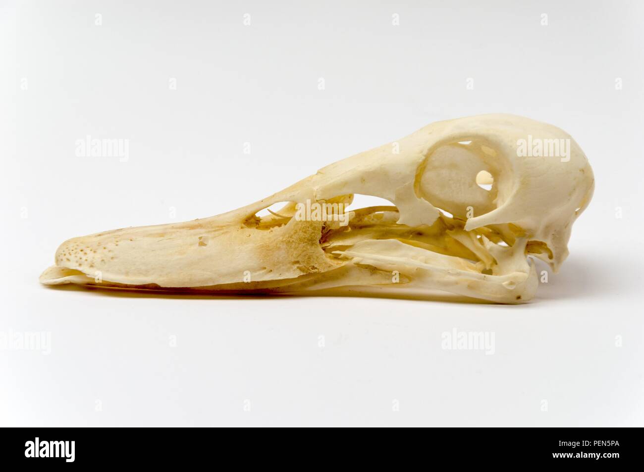 Schädel einer Ente (Stockente) - von der linken Seite Stock Photo