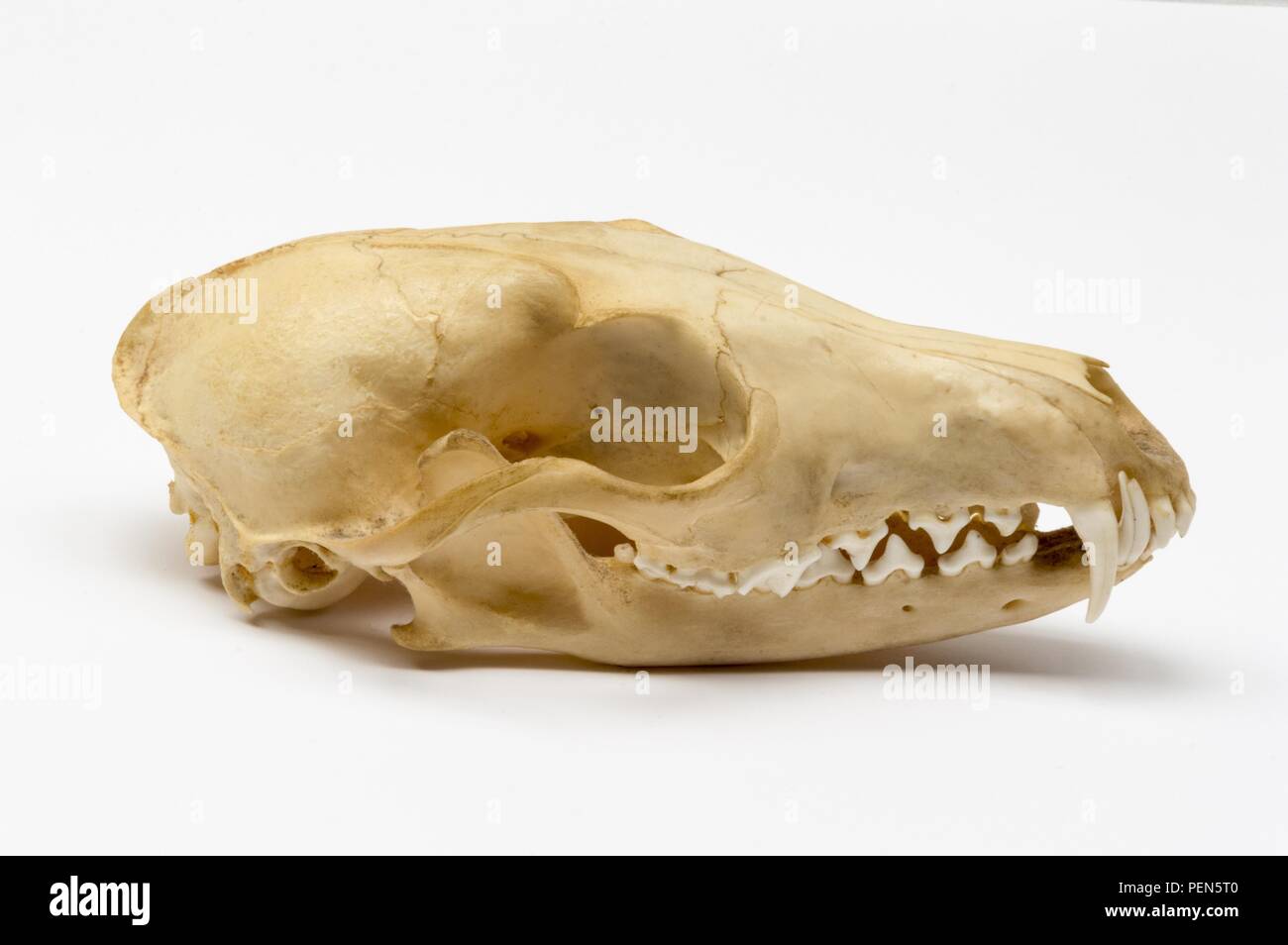 Fuchsschädel auf weißem Hintergrund - von der Seite Stock Photo