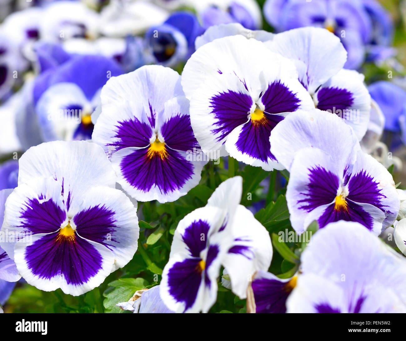 beautiful pansy flowers in a plant pot. Closeup shot. Stock Photo